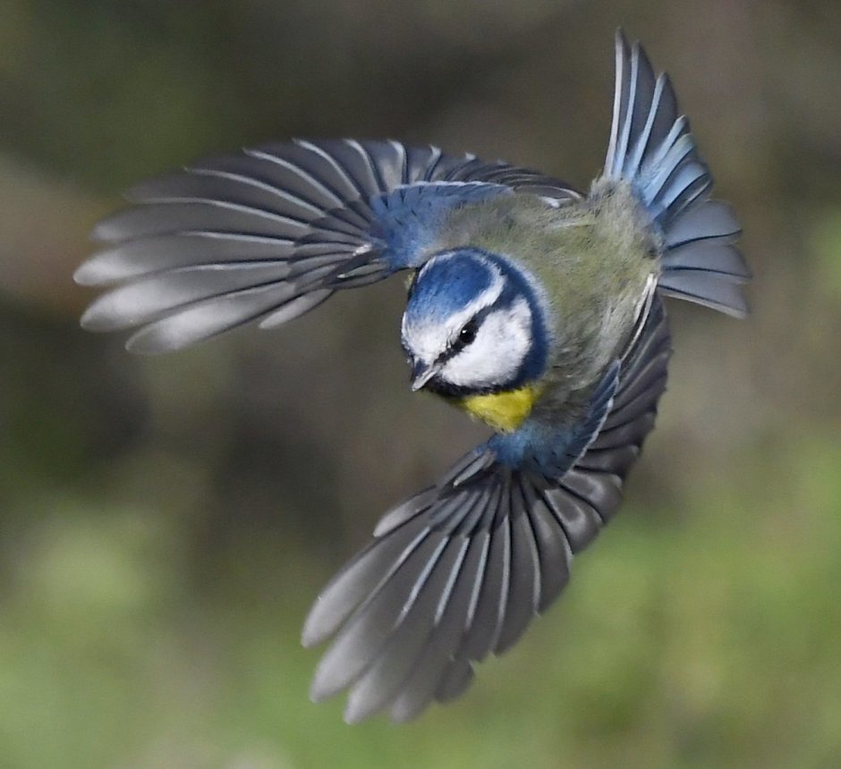 Синичка в полете