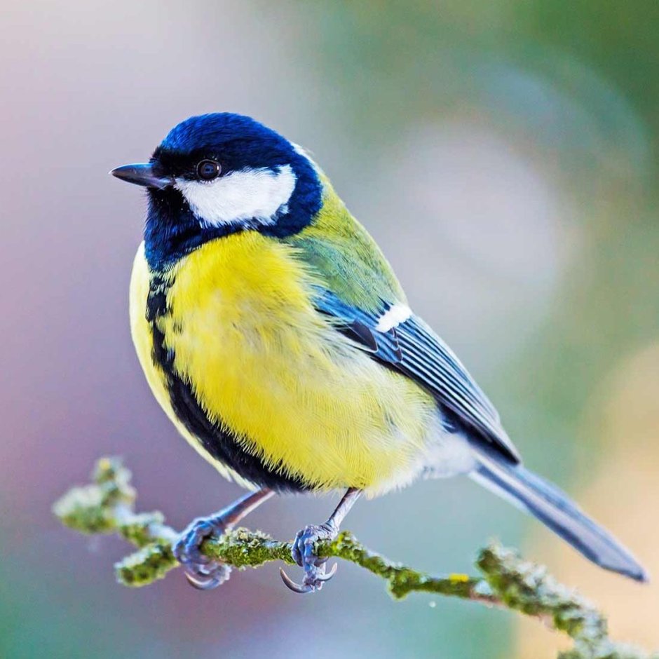 Птичка синица лазоревка
