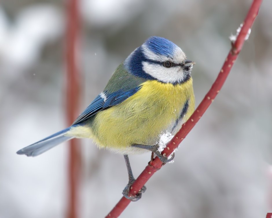 Птица синица лазоревка