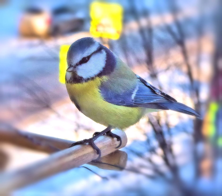 Синичка лазоревка