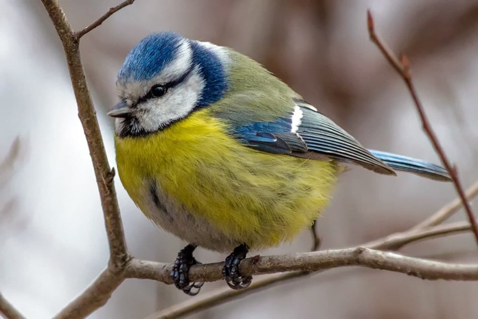 Синица лазоревка