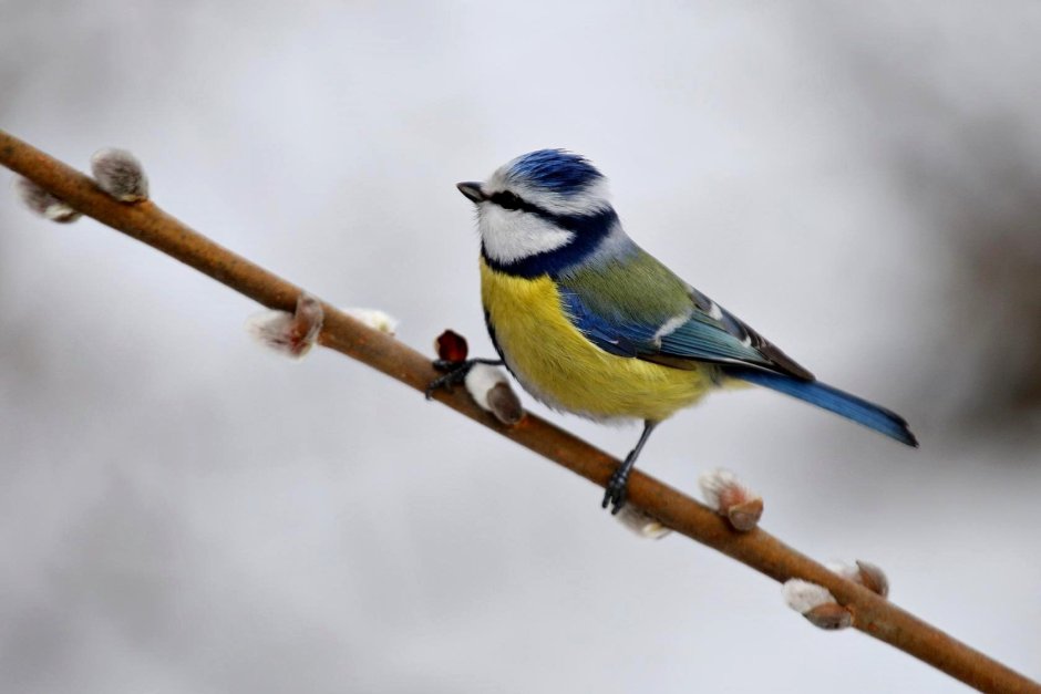 Зимние птицы желто синие