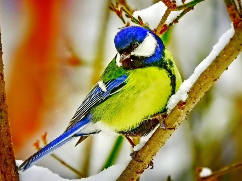 Синичка на ветке зимой