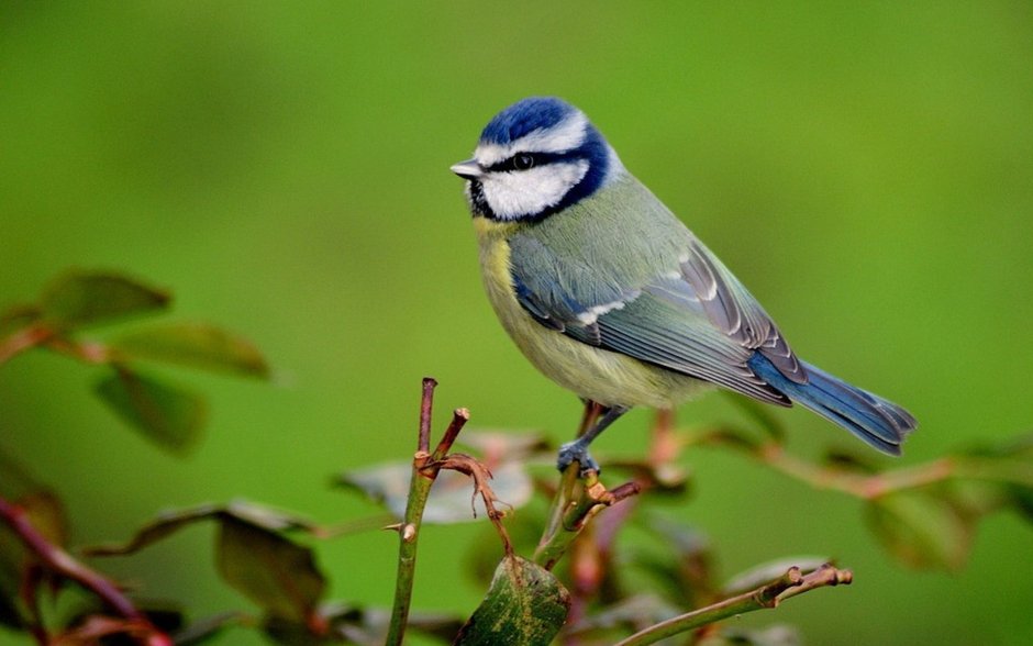 Пернатая фауна лазоревка