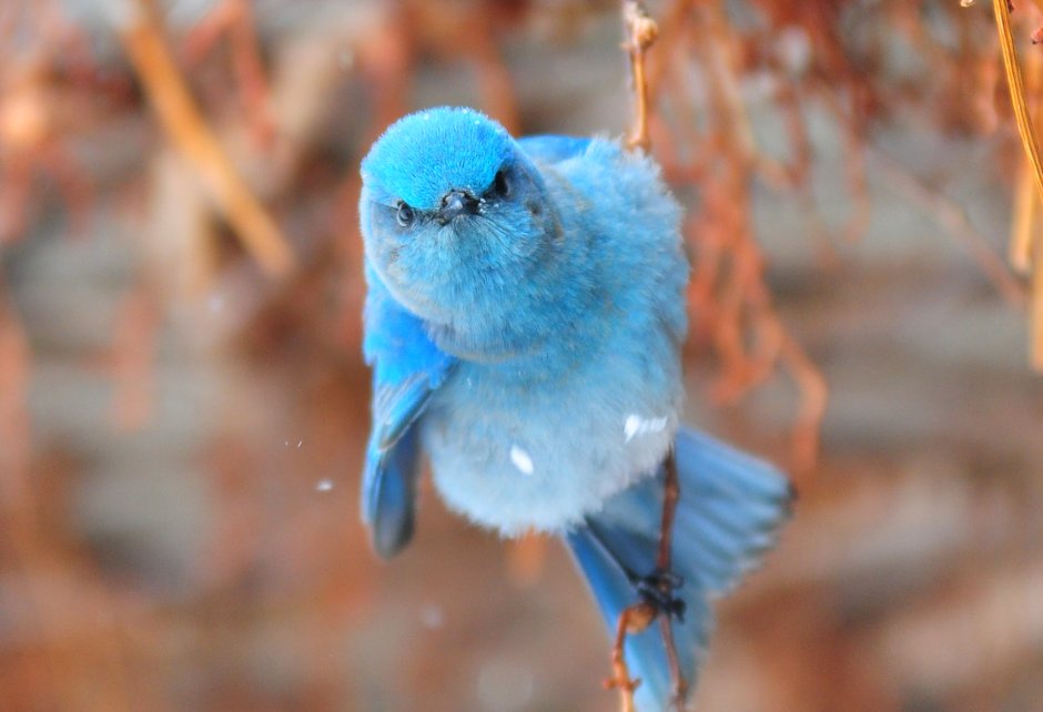 Голубая канарейка птица