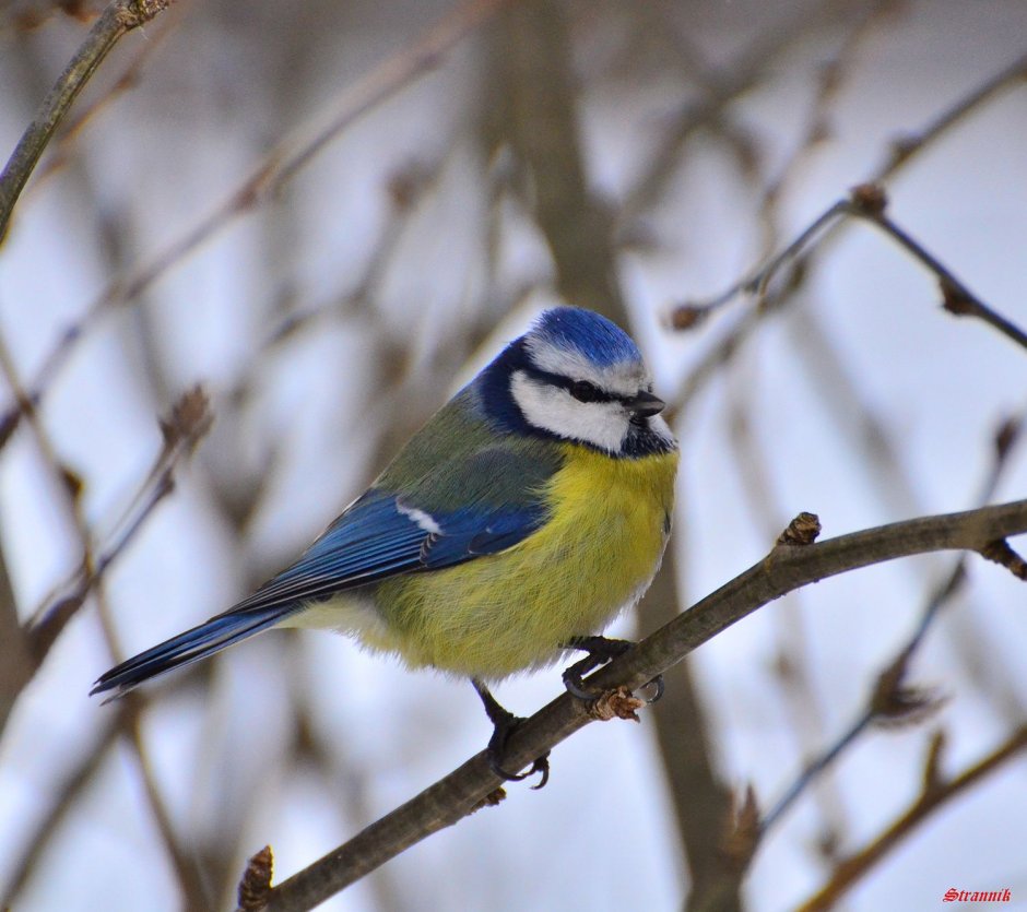 Синица лазоревка фото