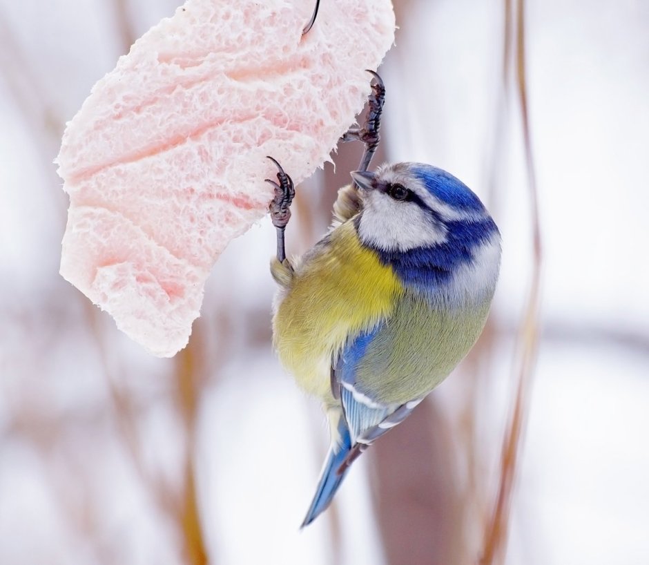 Синица лазоревка