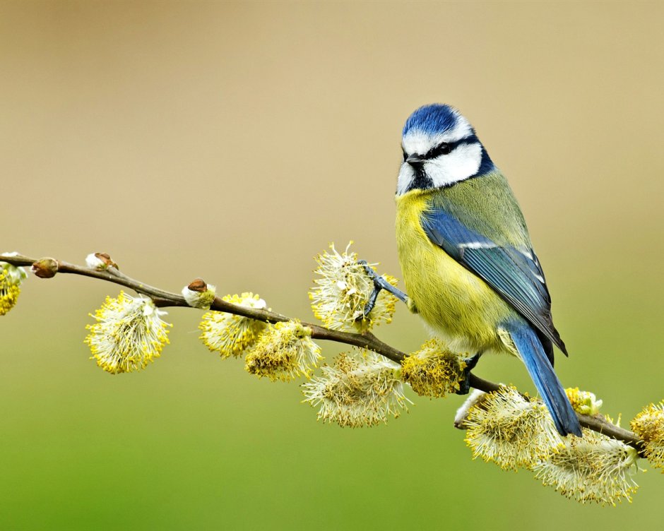 Синица лазоревка весной