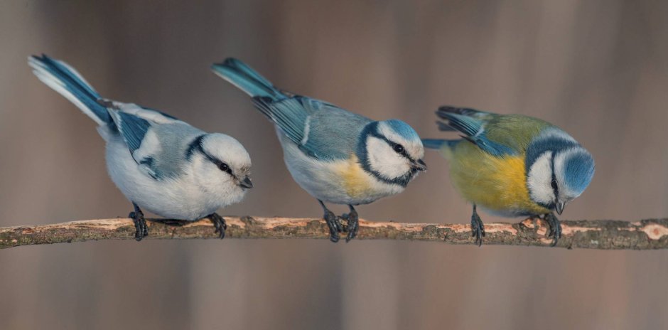 Синица лазоревка подвиды