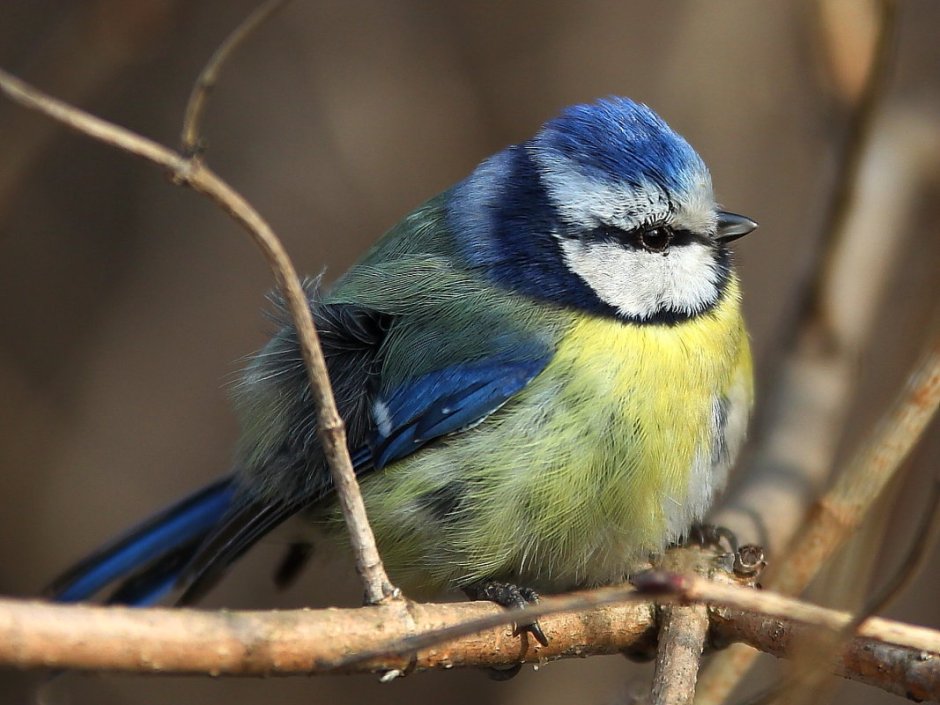 Лазоревка Сан бирюза