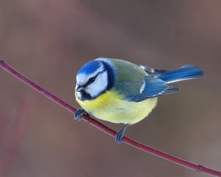 Синица лазоревка