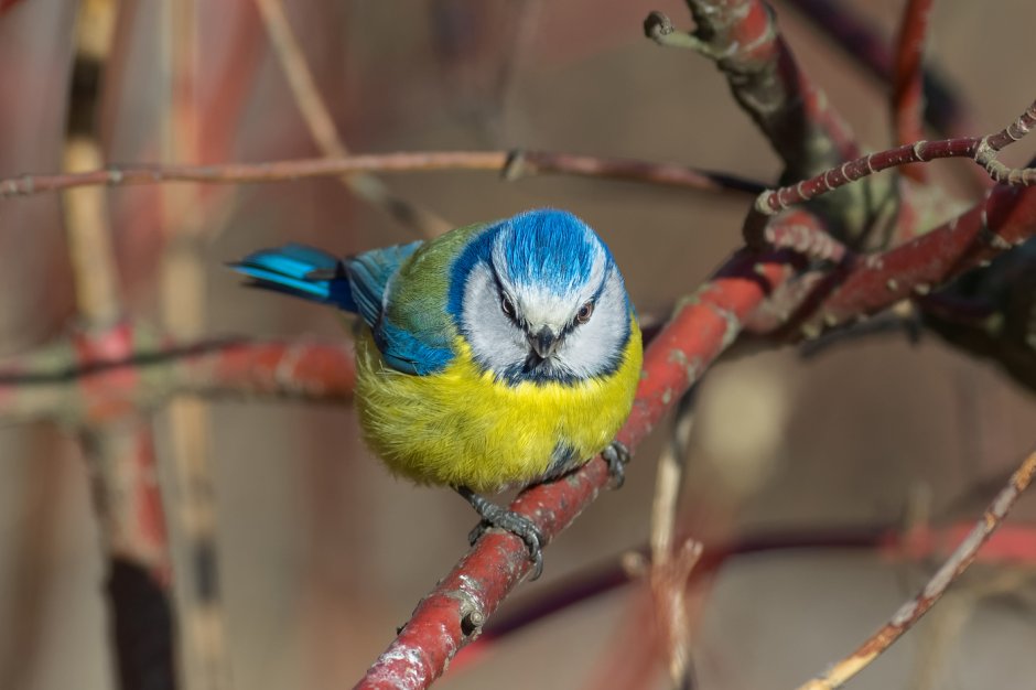 Обыкновенная лазоревка и синица