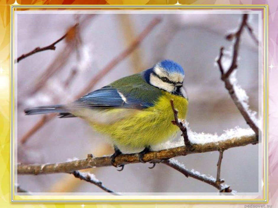 Синица Московка и лазоревка