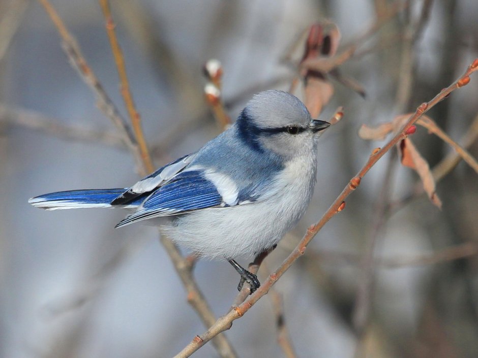 Белая лазоревка князек