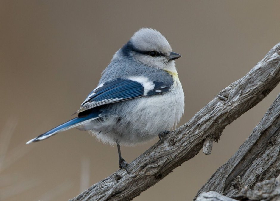 Синицевые птицы
