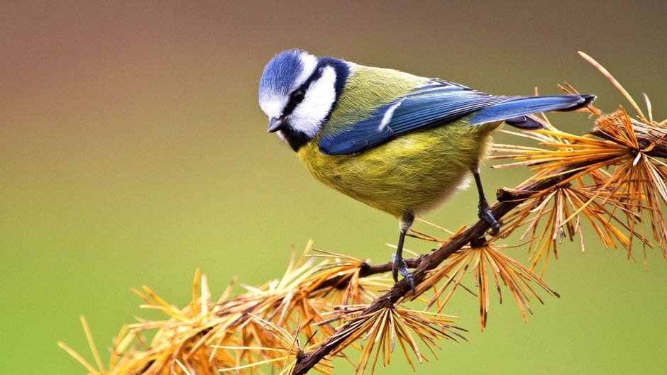 Синица лазоревка фото