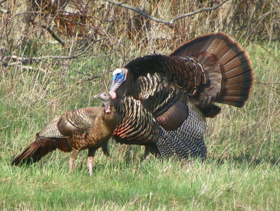 Meleagris gallopavo