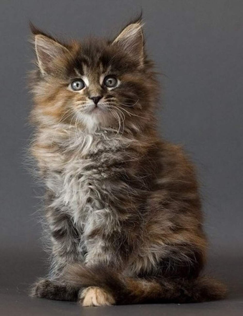 Кошка Мейн кун с котятами