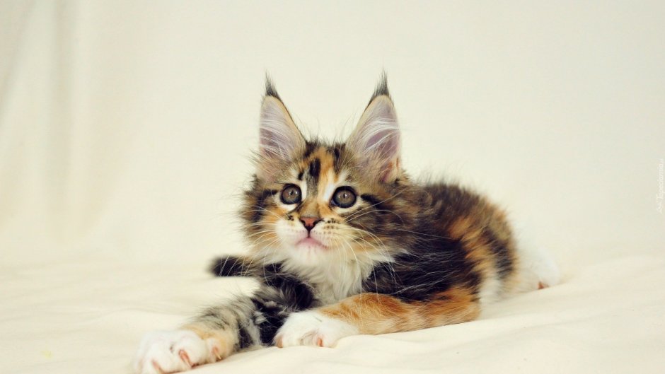 Котята милашки