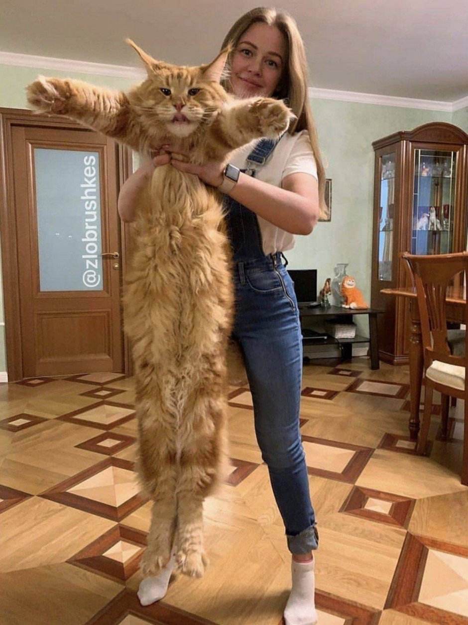 Мой кун