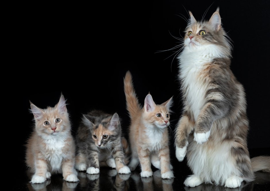 Котята Мейн куна