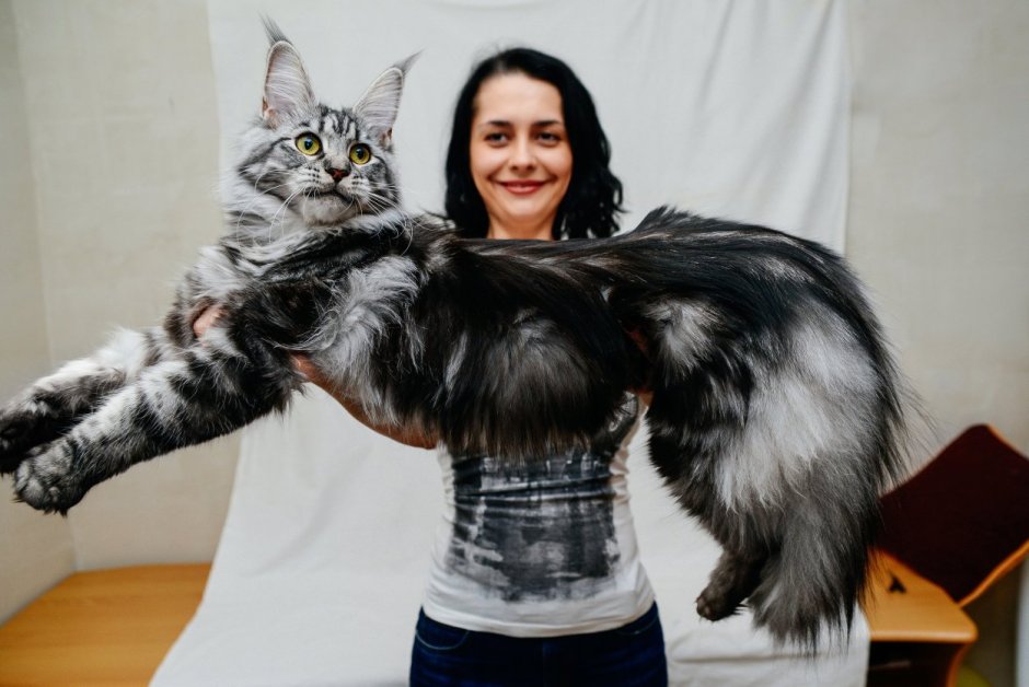 Кот Мейн кун на руках
