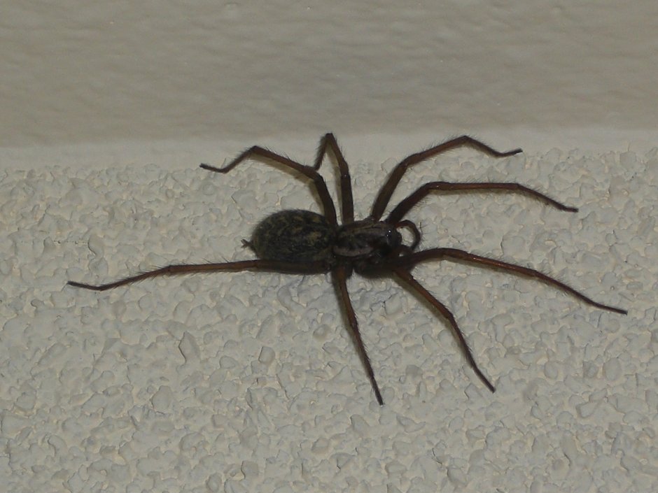 Домовой паук Tegenaria Agrestis