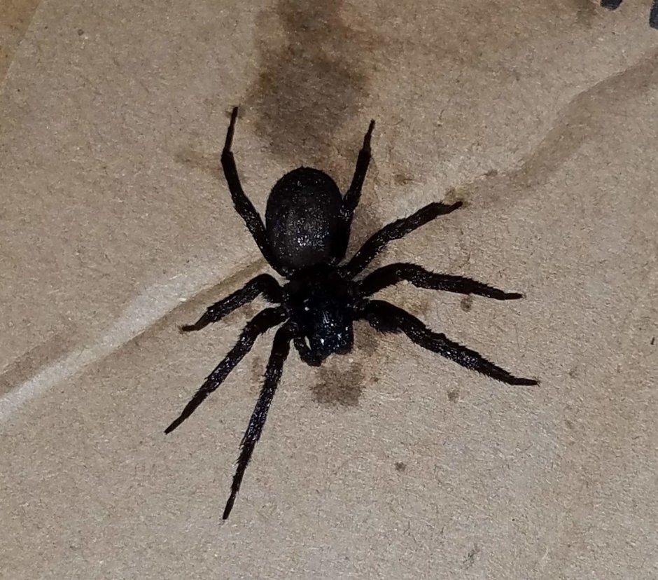 Ostearius melanopygius паук