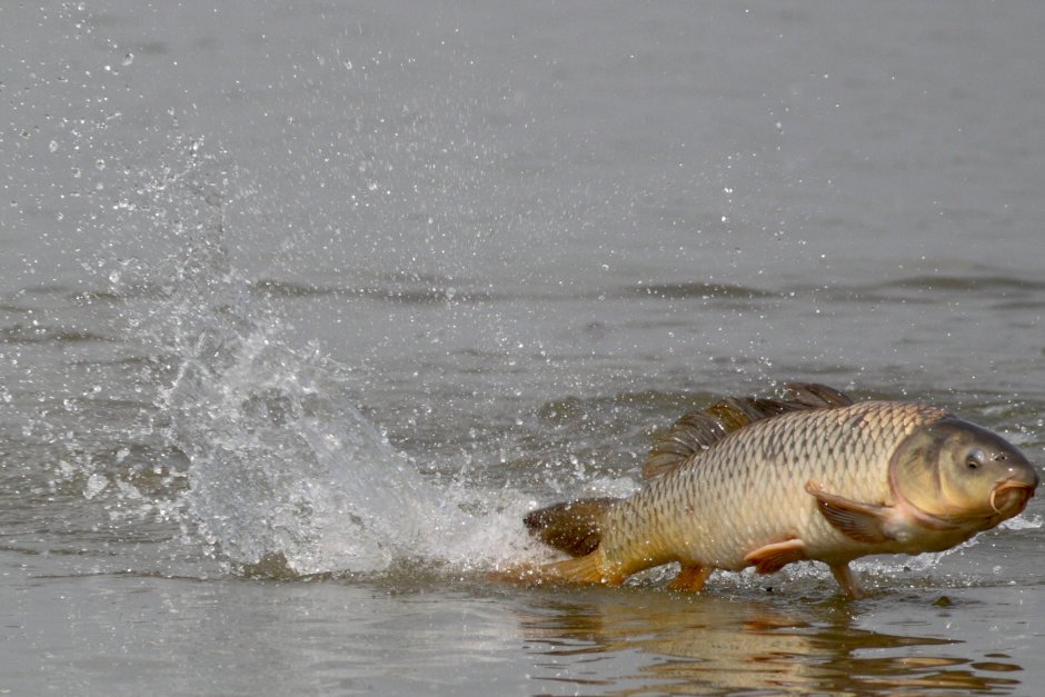 Сазан выпрыгивает из воды