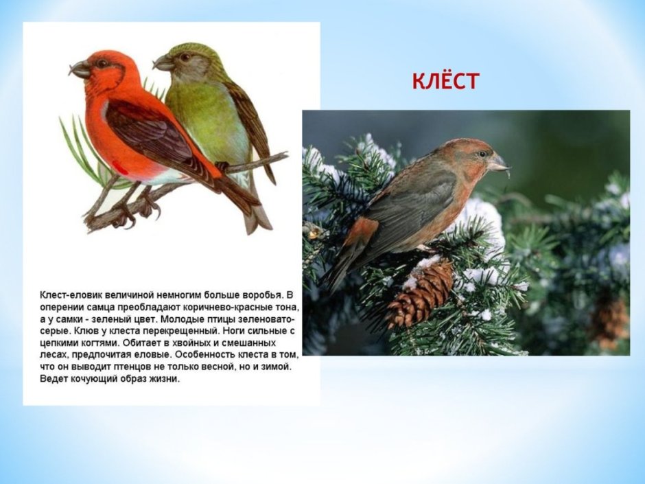 Птица Клест еловик
