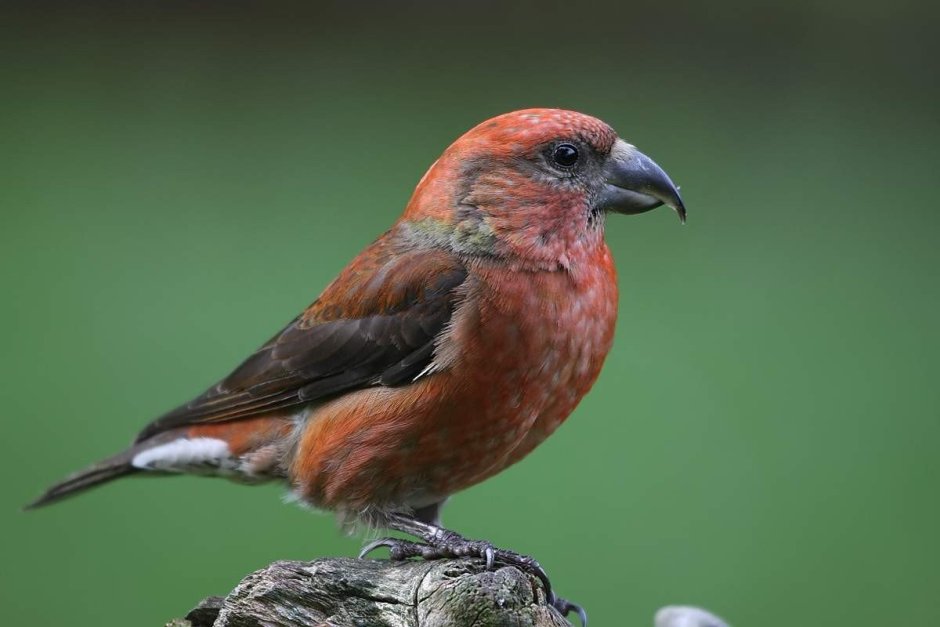 Сибирская чечевица (Carpodacus roseus (Pall.)