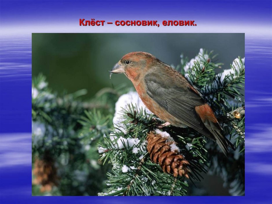 Лесные птицы рисунки