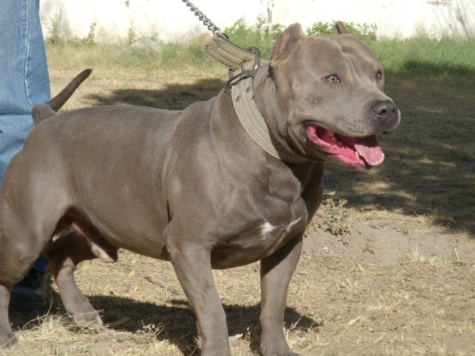 Brindle питбуль