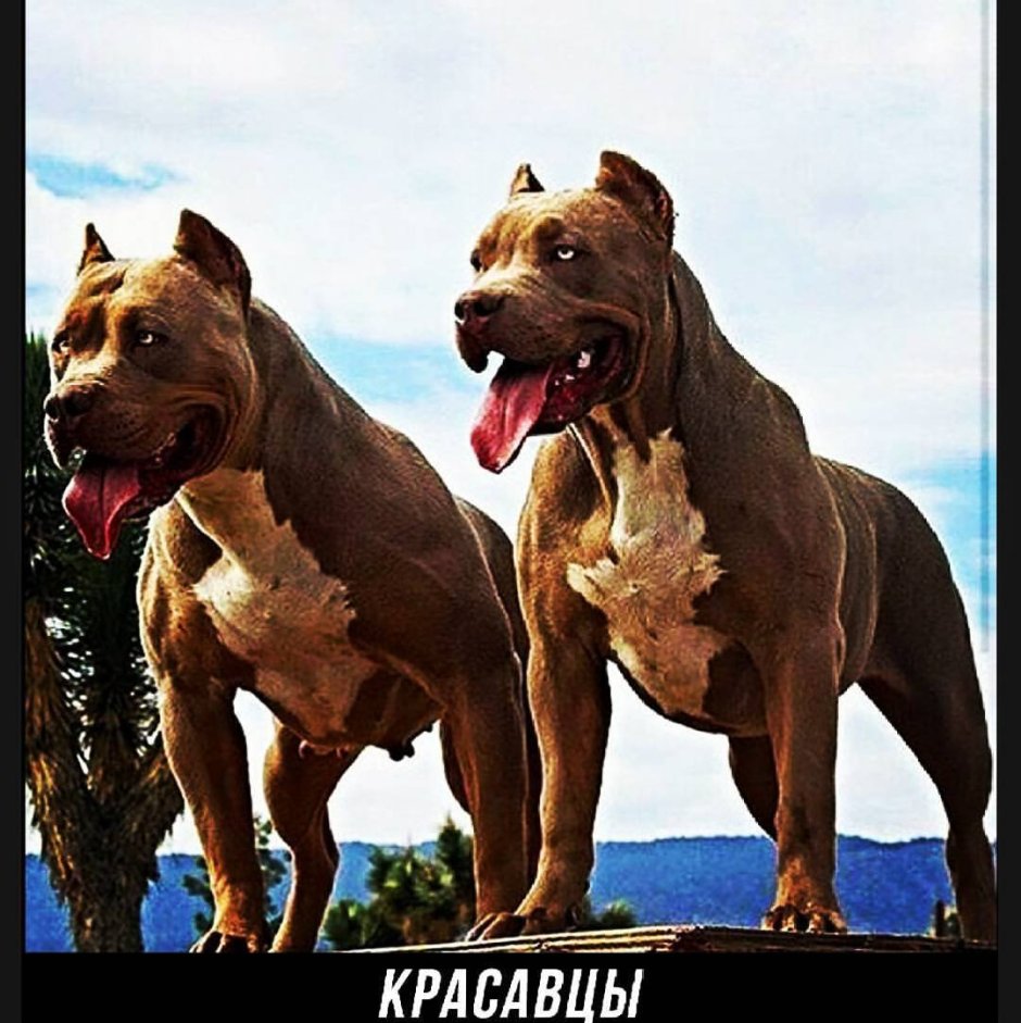 Амстафф и питбуль