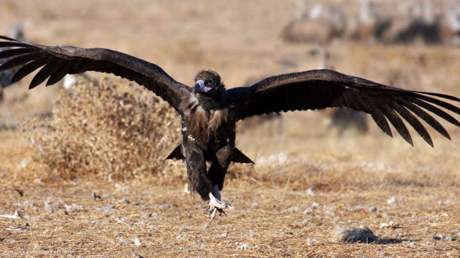 Черный гриф Aegypius monachus (l.)