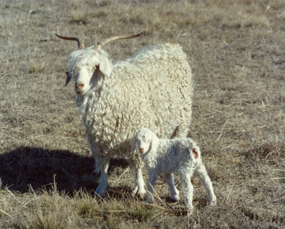 Pygora Goat