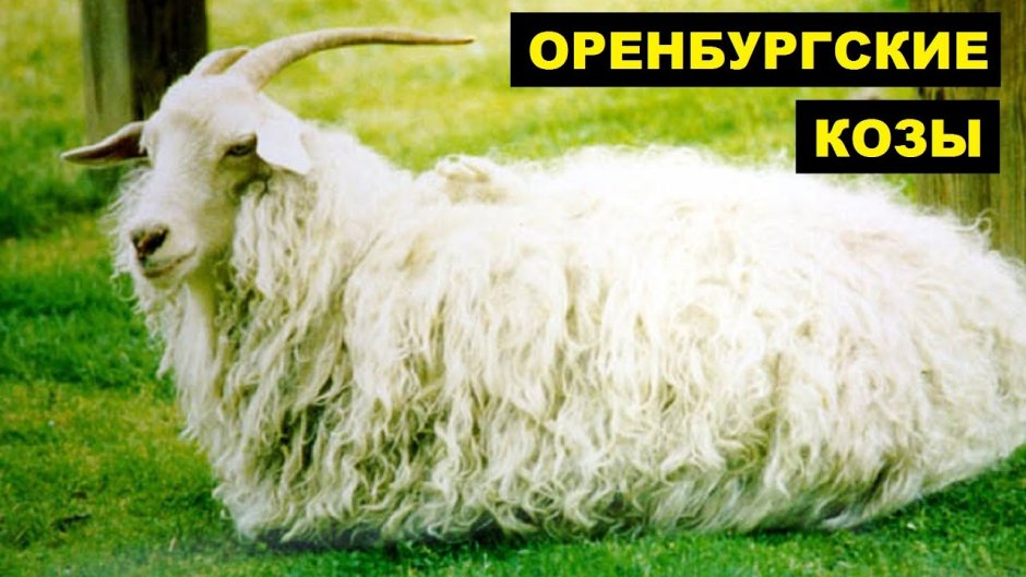 Оренбургская ангорская коза
