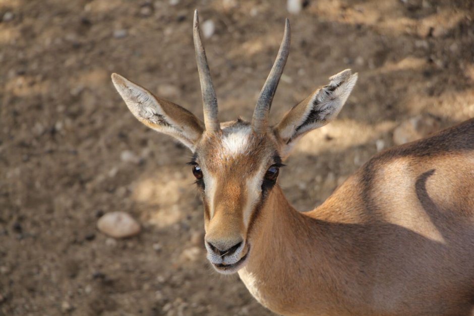 Sandy Gazelle film