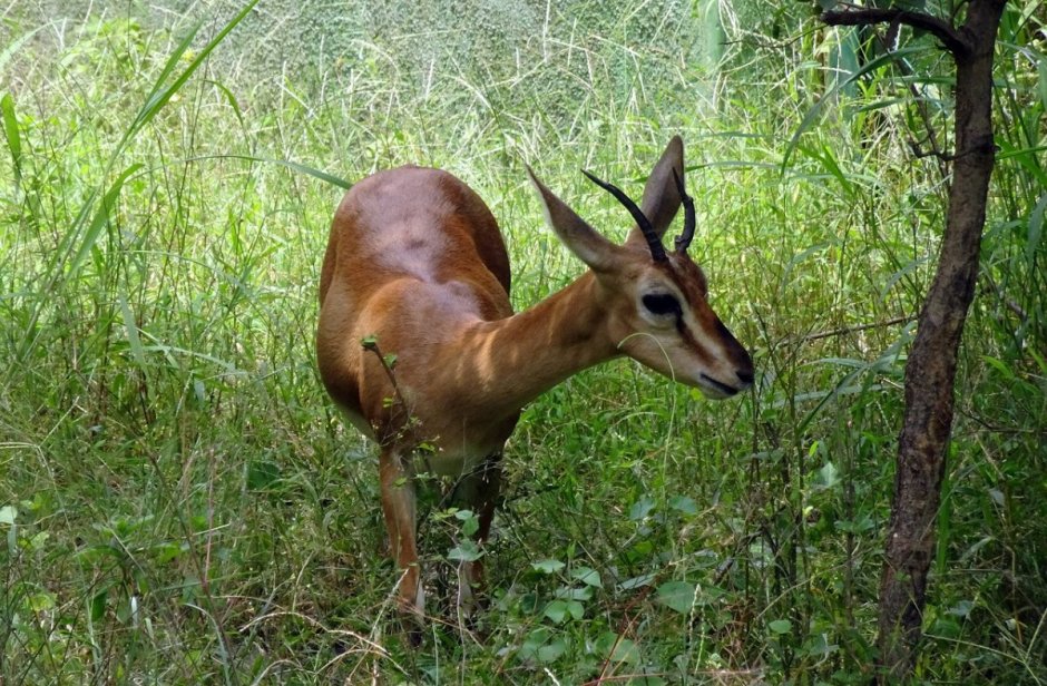 Gazella bennettii животное