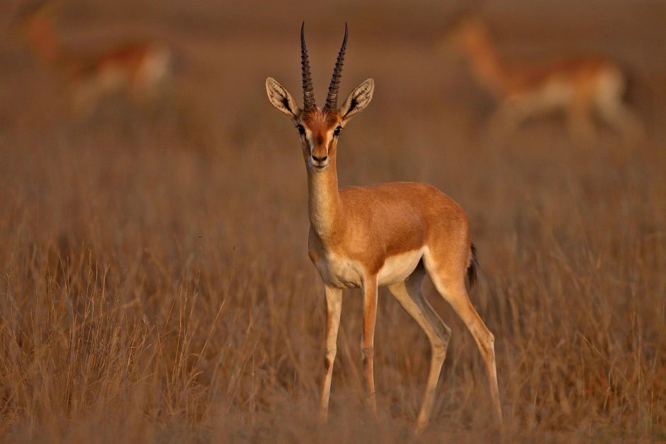 Gazella bennettii животное