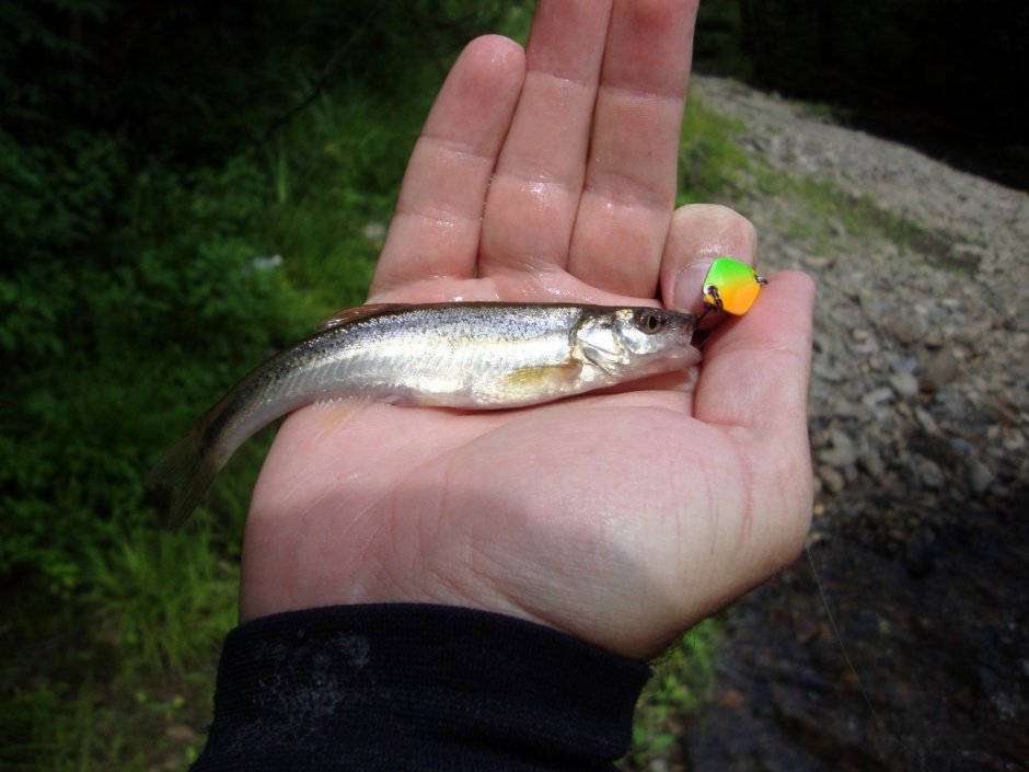 Гольян Озерный