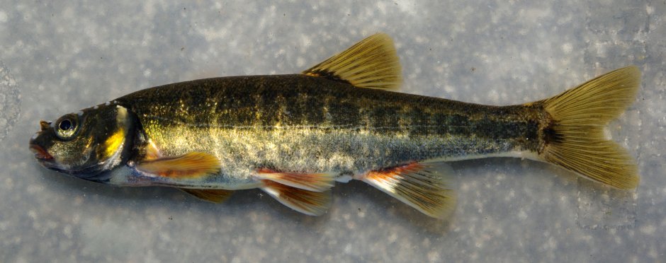 Гольян рыба