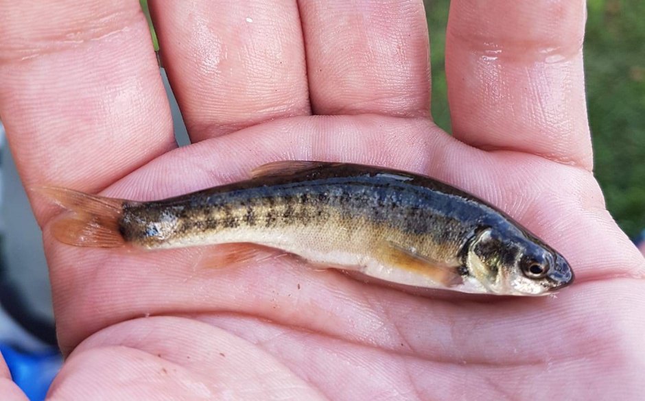 Гольян обыкновенный - Phoxinus Phoxinus