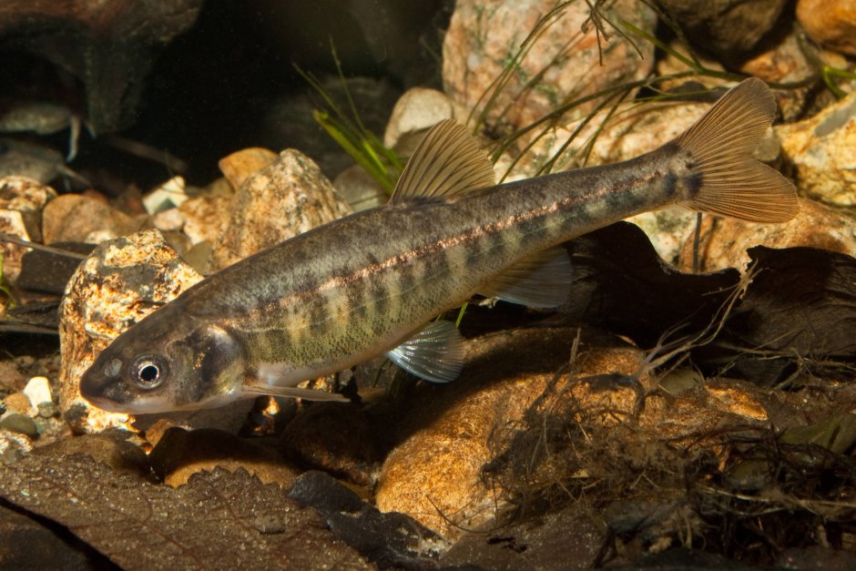 Гольян обыкновенный - Phoxinus Phoxinus