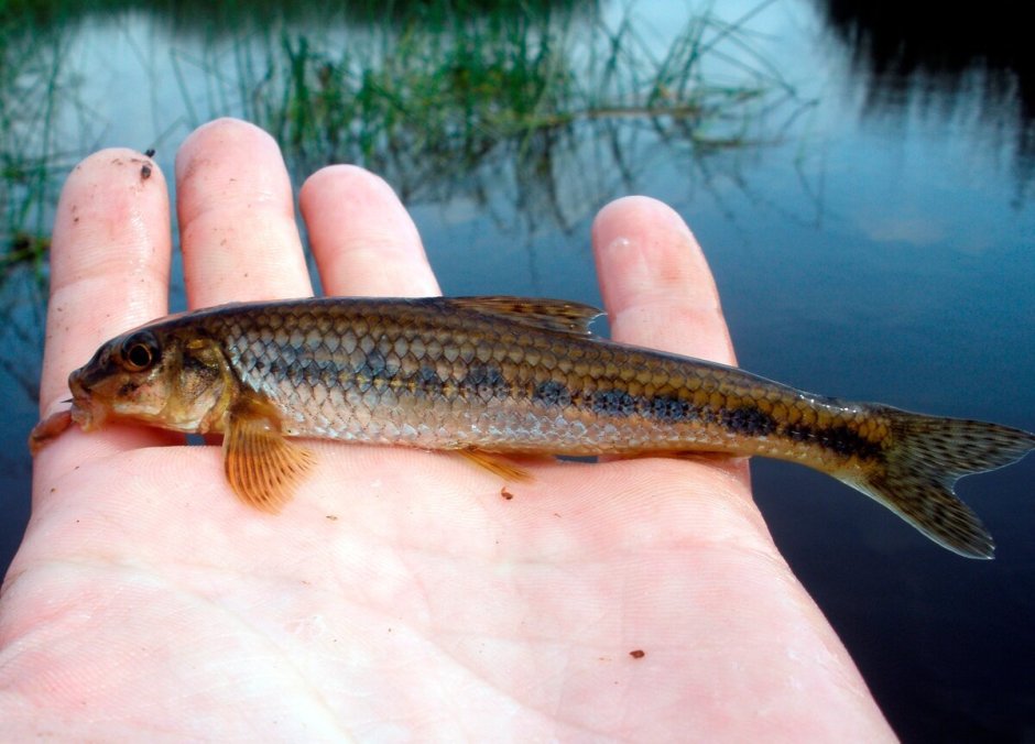 Гольян рыба