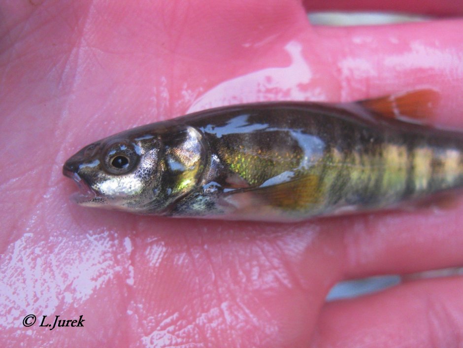 Малек гольяна