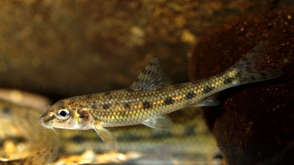 Пескарь рыба