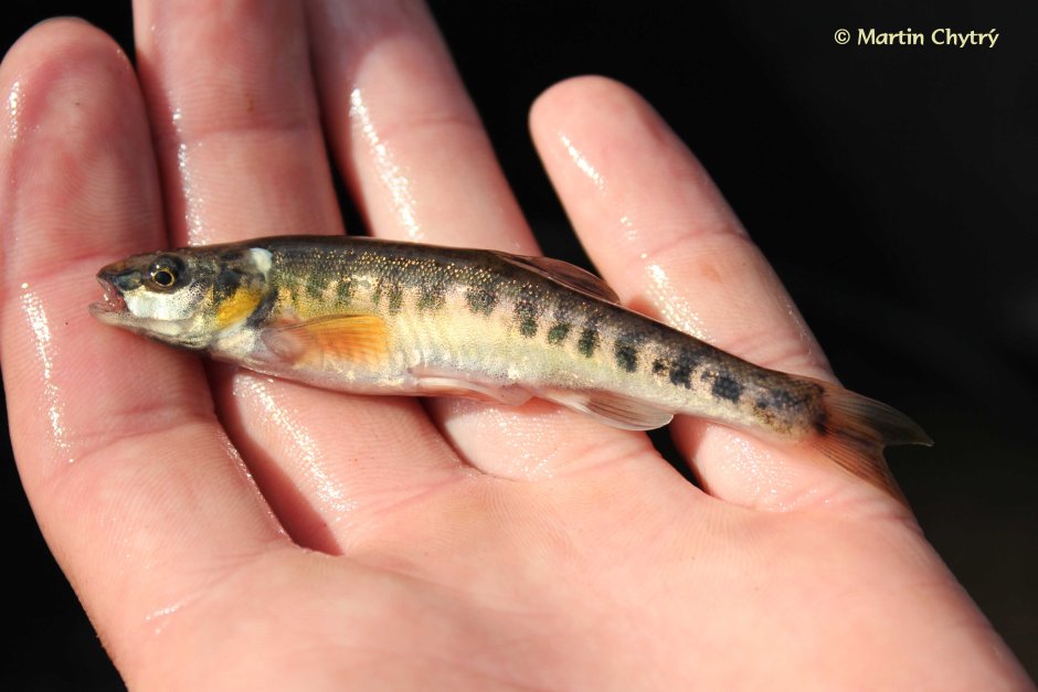 Рыбка гольян Речной