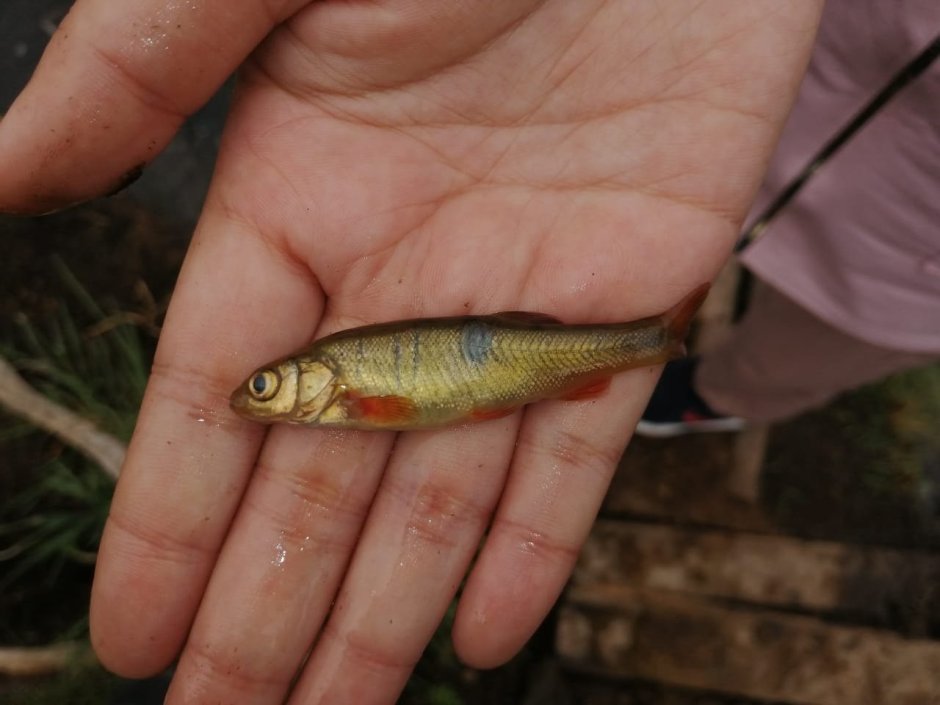 Малек гольяна Озерного