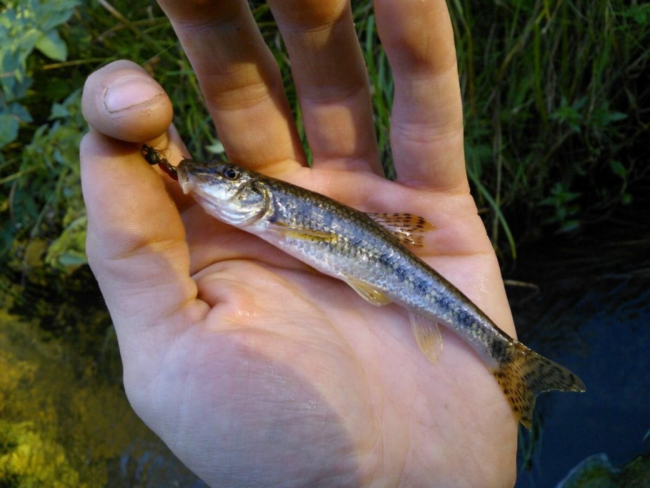 Гольян Озерный